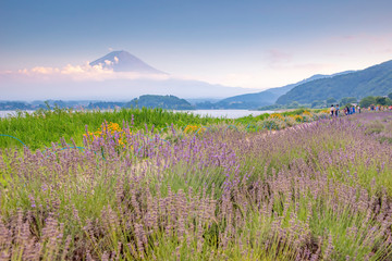 Fototapeta na wymiar Fuji Mountain and Lavender Field at Kawaguchiko Lake in Summer, Japan