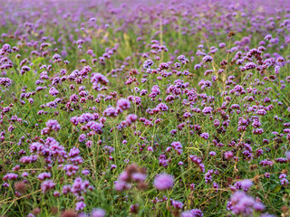 Obraz premium Field of violet / lavender / purple Vervain flowers in an urban park – focus on flowers in the midground