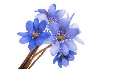 Obraz premium Hepatica nobilis