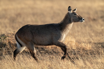 Female Defassa waterbuck trotting across burnt grass