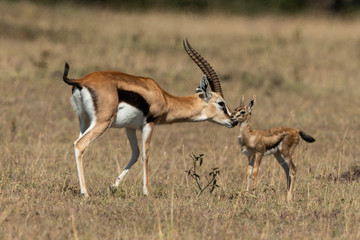 Naklejka na ściany i meble Female Thomson gazelle bending to nuzzle baby