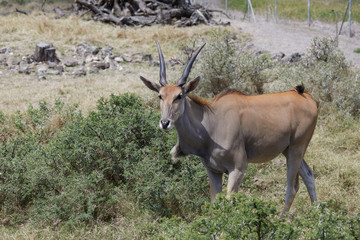 Naklejka na ściany i meble antelope in the park in summer sunny weather