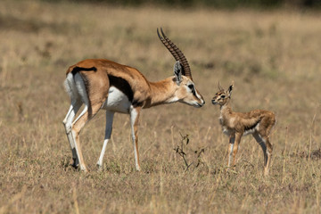 Naklejka na ściany i meble Female Thomson gazelle bends to nuzzle baby