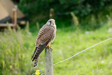 Falcon on pole