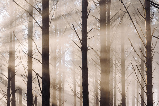 Rays of sunlight shining through pine forest
