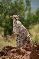 Female cheetah sits on sunny termite mound