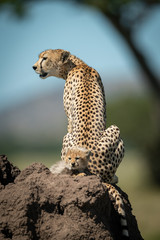 Female cheetah sits on mound with cub