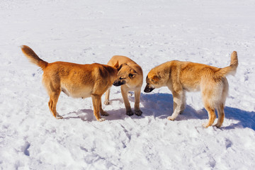 Three red dogs on snow in a bright day