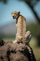 Female cheetah sitting on mound by cub