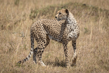 Female cheetah stands in grass lifting paw