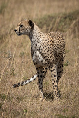 Female cheetah stands in grass looking left