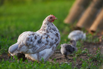 free-range chicken in a traditional farm