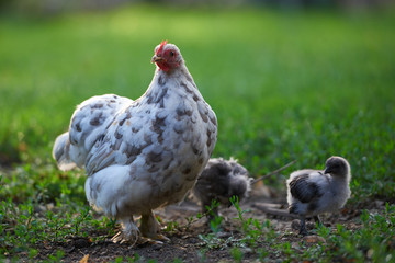 free-range chicken in a traditional farm