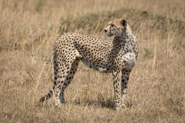 Female cheetah stands in grass turning head