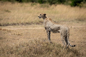 Female cheetah stands on mound looking left