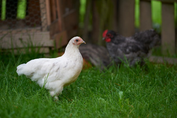 free-range chicken in a traditional farm