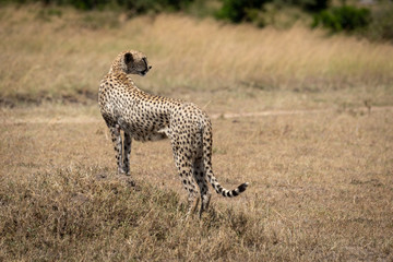 Female cheetah stands on mound turning head