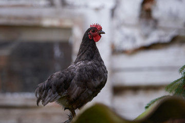 free-range chicken in a traditional farm