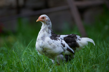 free-range chicken in a traditional farm