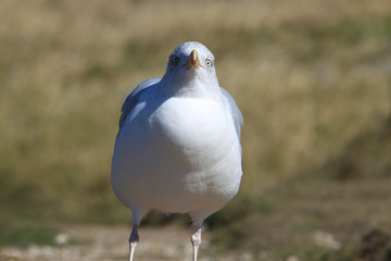 Goéland