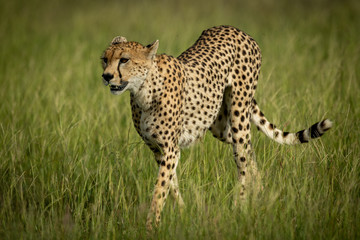 Female cheetah walks through grass in sunshine