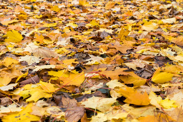 Fallen autumn leaves