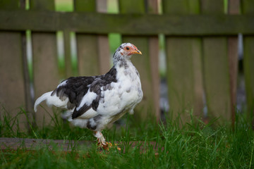 free-range chicken in a traditional farm
