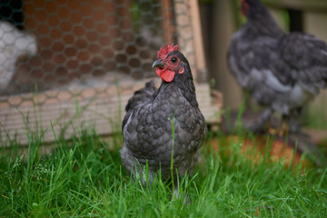 free-range chicken in a traditional farm