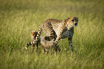 Female cheetah walks through savannah with cubs