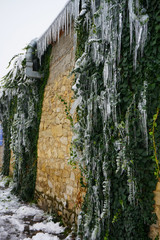 Ice-covered plants. Stone wall