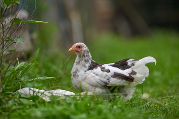 free-range chicken in a traditional farm