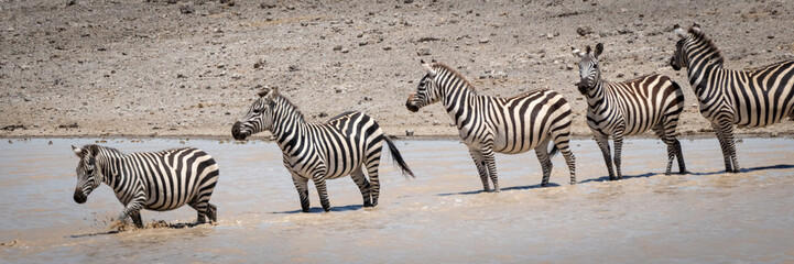 Fototapeta na wymiar Five plains zebra cross lake in line