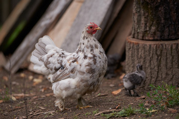 free-range chicken in a traditional farm