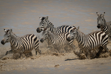Five plains zebra galloping across shallow lake