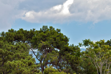 Dramatic sky over the rainforest