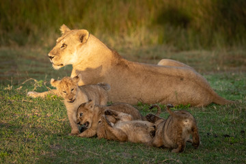 Four cubs playing near lioness on grass