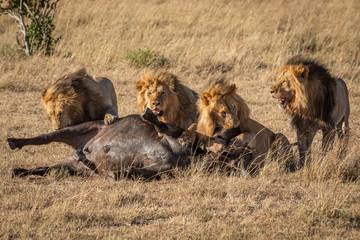 Fototapeta na wymiar Four male lion guard dead Cape buffalo