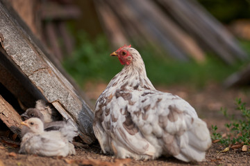free-range chicken in a traditional farm