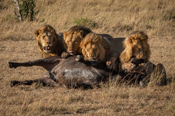 Four male lion lie behind dead buffalo