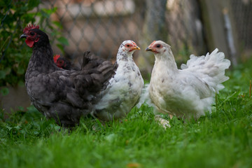 free-range chicken in a traditional farm