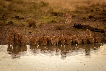 Fourteen lions lie drinking at water hole