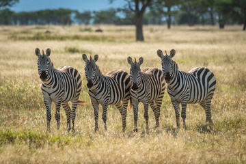 Fototapeta na wymiar Four plains zebra stand staring towards camera