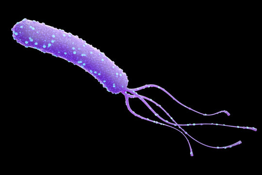 Bacterium, Helicobacter pylori, 3d render.