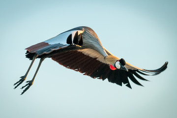 Grey crowned crane flies with head down