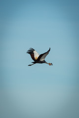 Grey crowned crane flying in blue sky