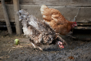free-range chicken in a traditional farm