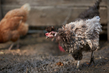 free-range chicken in a traditional farm