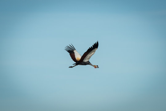 Grey crowned crane flying under blue sky