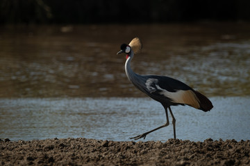 Grey crowned crane lifts foot beside river