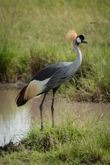 Fototapeta premium Grey crowned crane stands on river bank